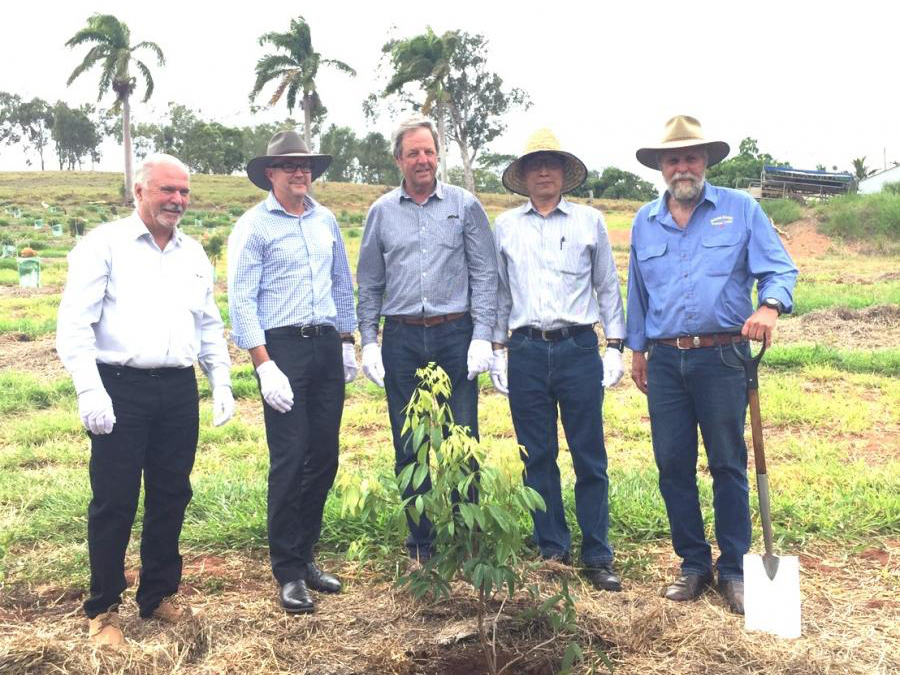 The local mayor, an official from the Queensland Department of Agriculture and Fisheries, the head of the lychee growers’ association, COA Deputy Minister Chen, and the owner of the farm all attended the tree-planting activity.