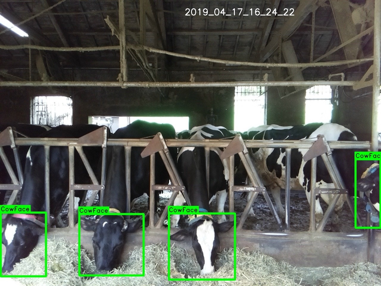 The dairy cow health monitoring smart management system can distinguish identity and monitor individual cows and capture dairy cow behavior in real time.