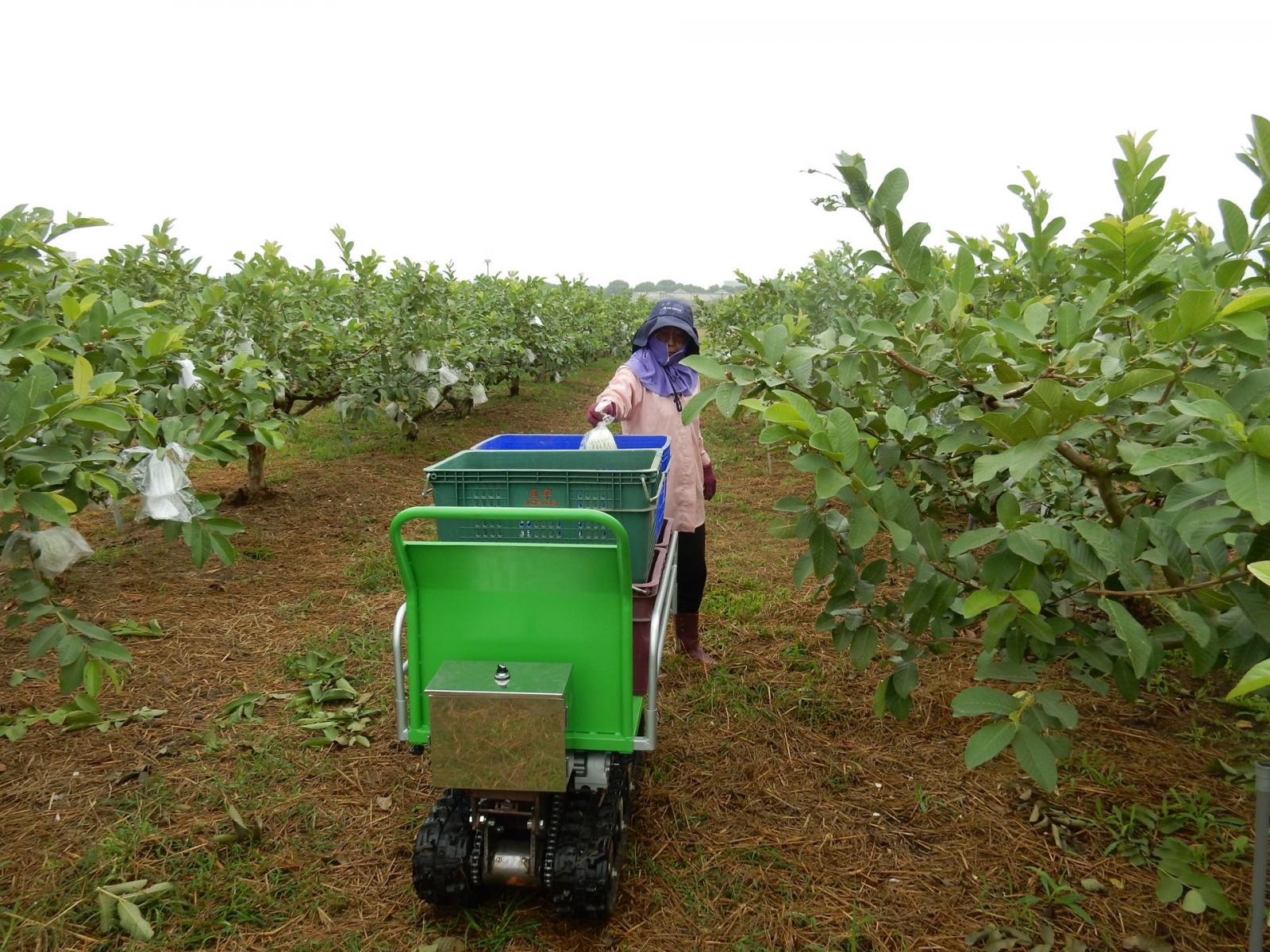 The “crawler type electric intelligent transport machine” developed by the Kaohsiung District Agricultural Research and Extension Station of the COA automatically follows user around, facilitating harvesting and greatly reducing the workload of farmers.